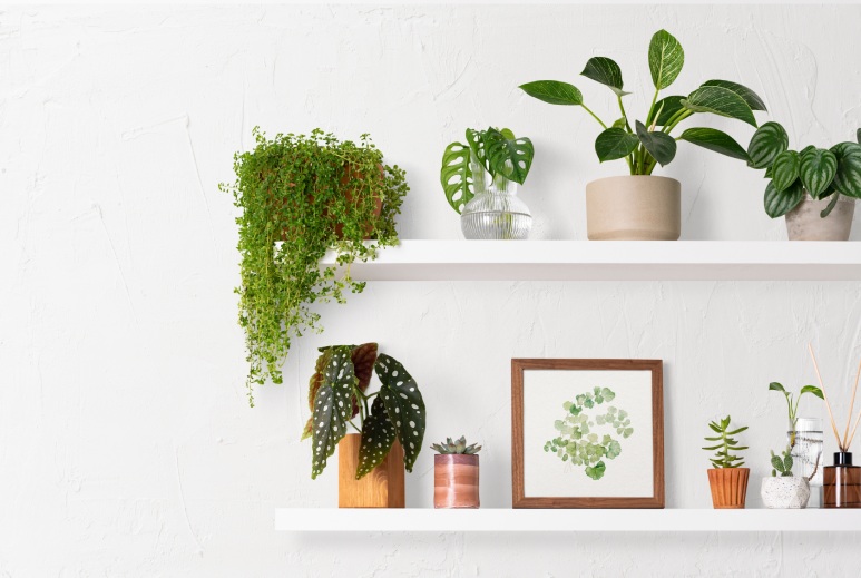 Two white floating shelves on a white wall have various potted houseplants on each and a framed photo on the bottom shelf.